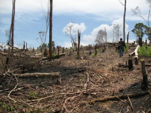 Rusaknya Hutan di Bojonegoro